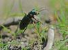 Cicindela campestris